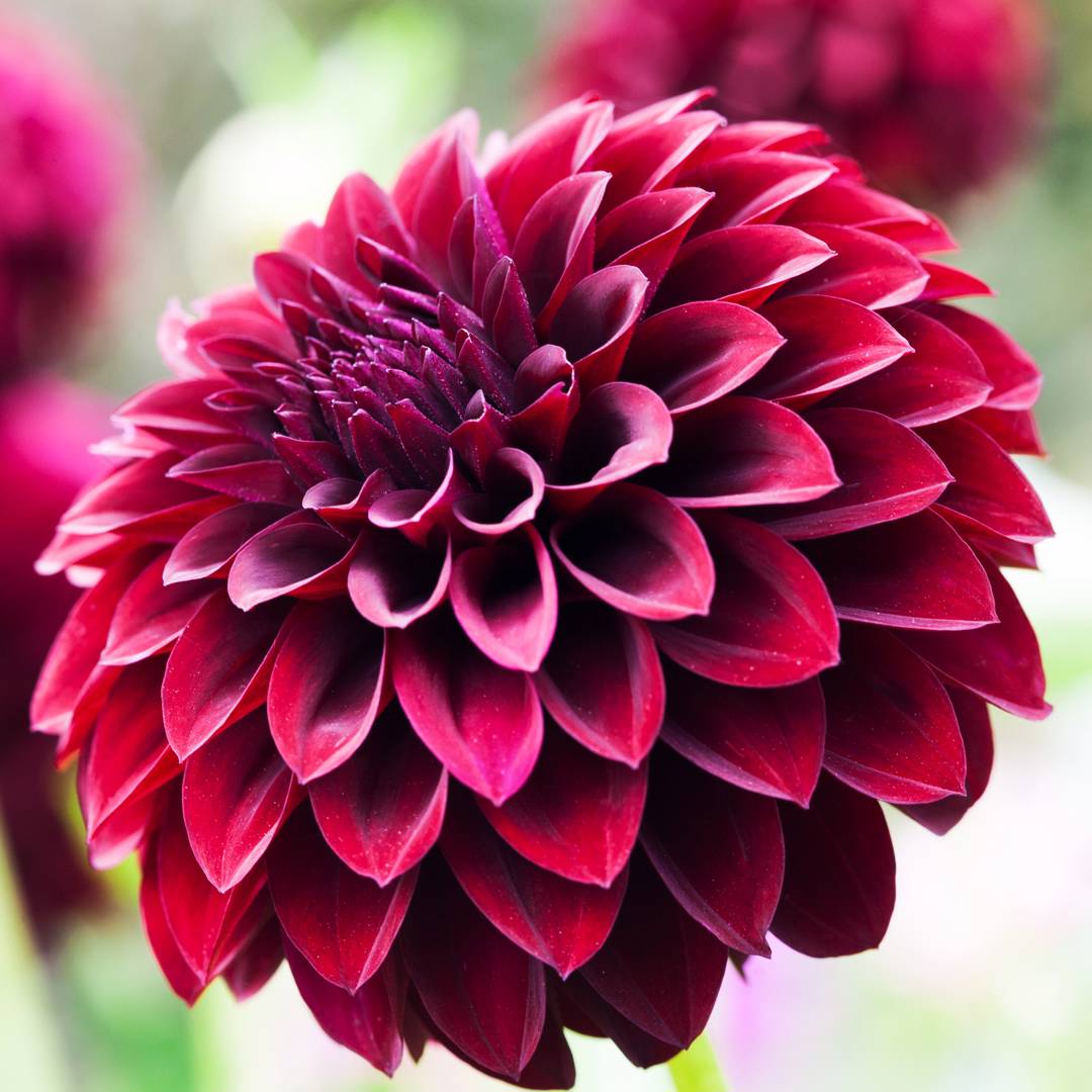 Dahlia Black Satin