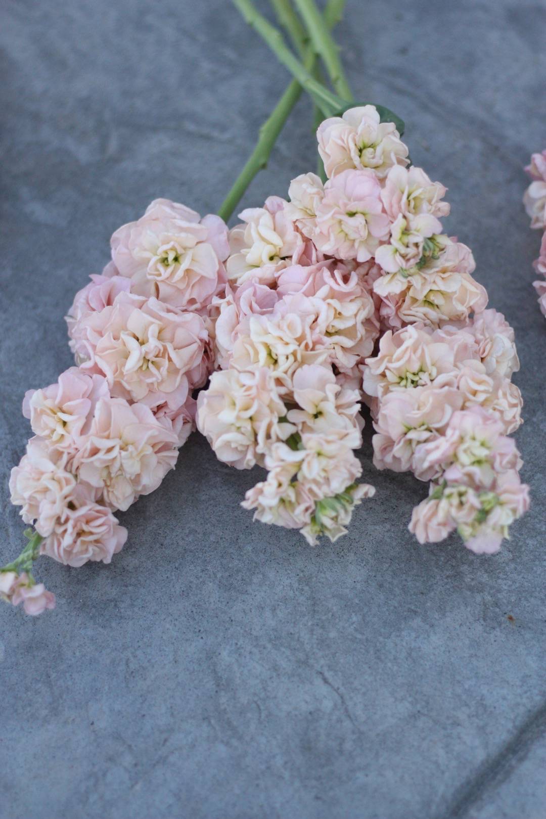 Oh!Garden Lövkoja Iron Apricot