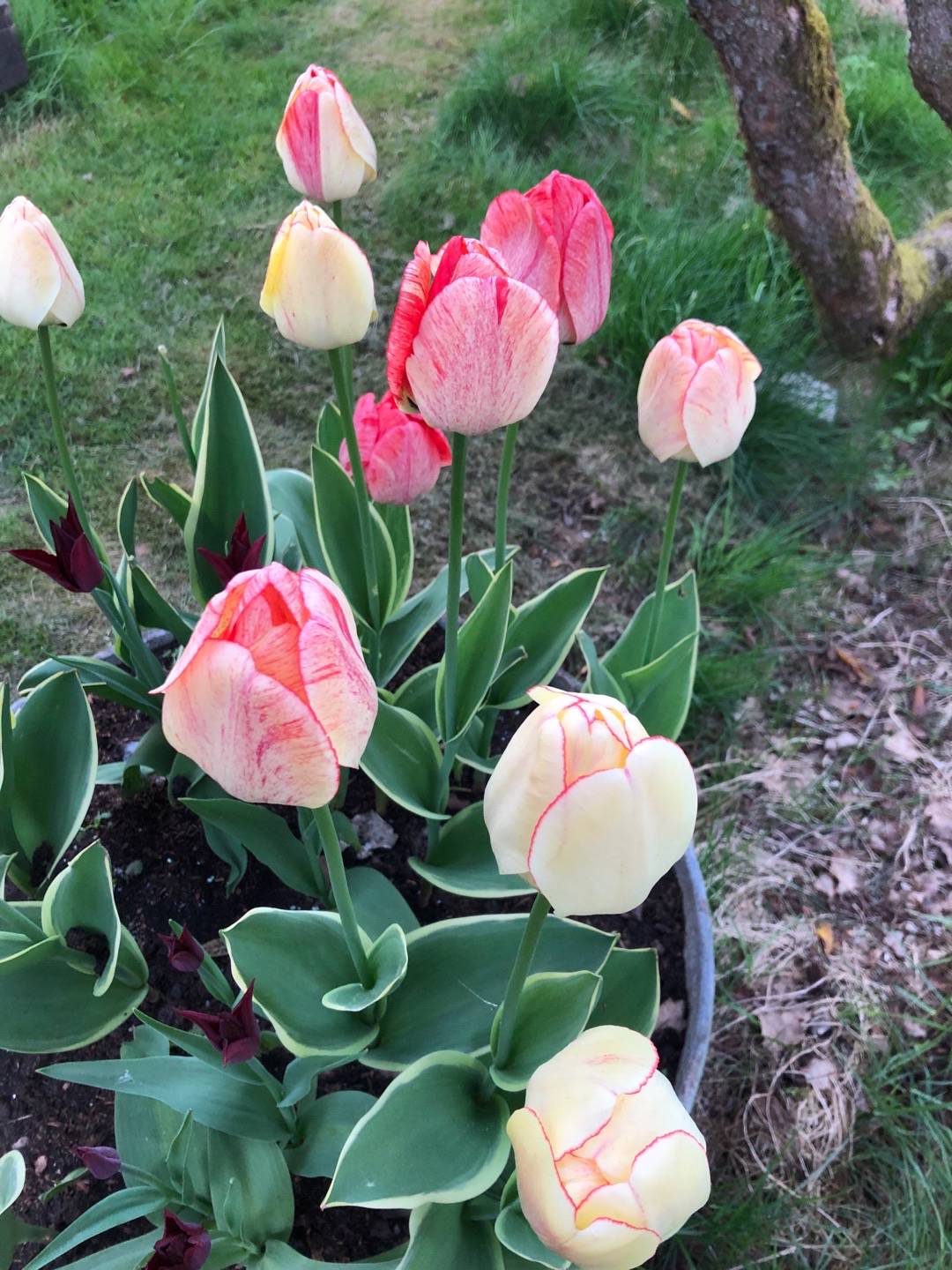 Pensionat Graneliden