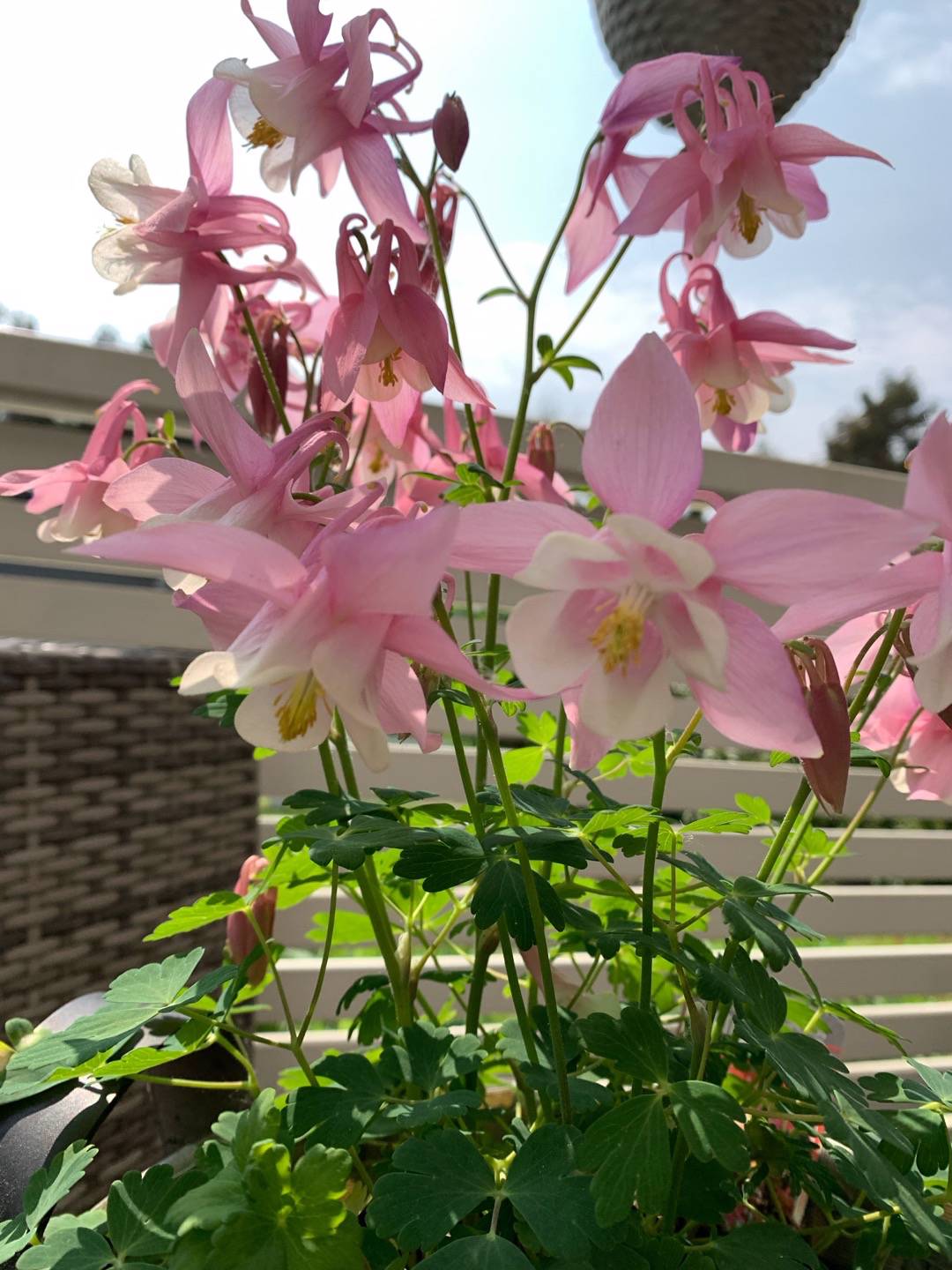 Ankan i rabatten 🌸