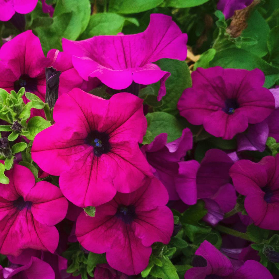 Rondellpetunia Tidal Wave Purple F1