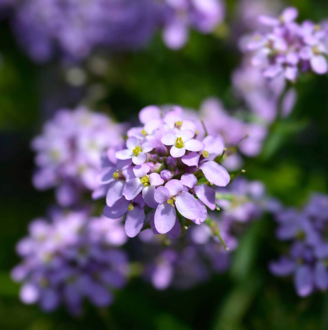 Vinteriberis Mermaid Lavender