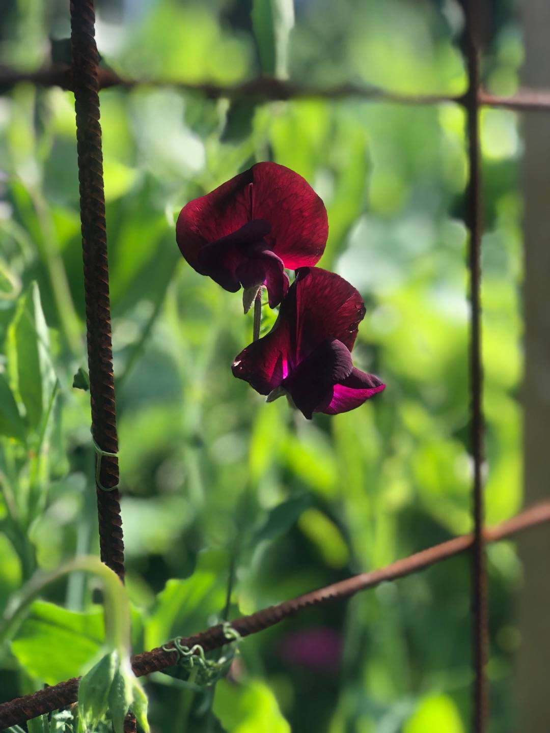 Märtha Lavinia Sundkvist