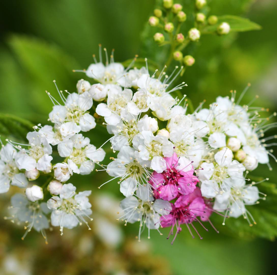 Brokspirea Genpei
