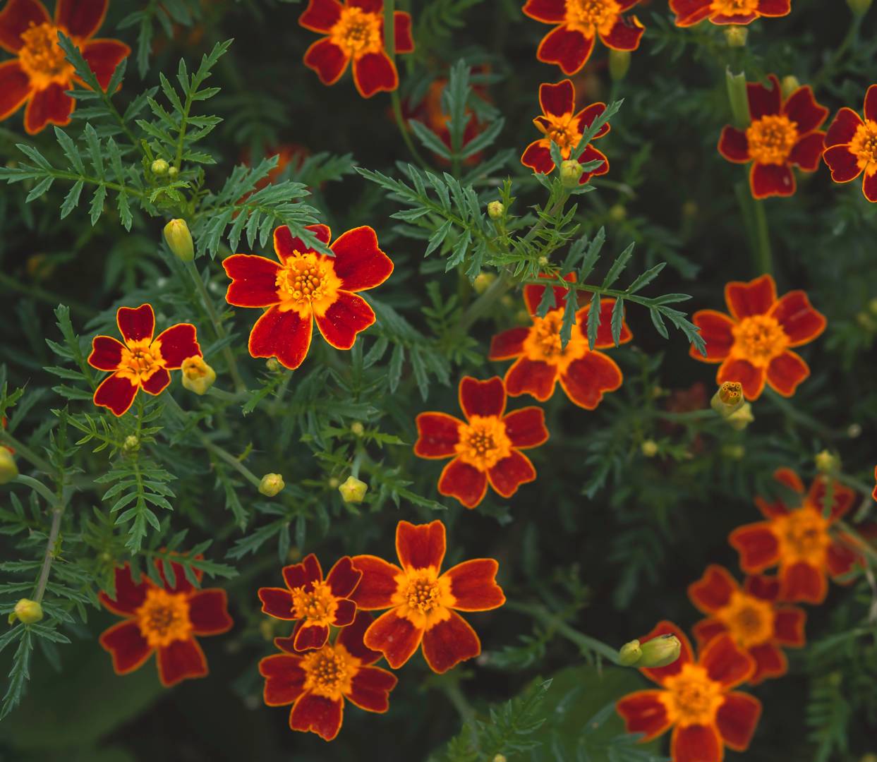 Liten tagetes Red Gem