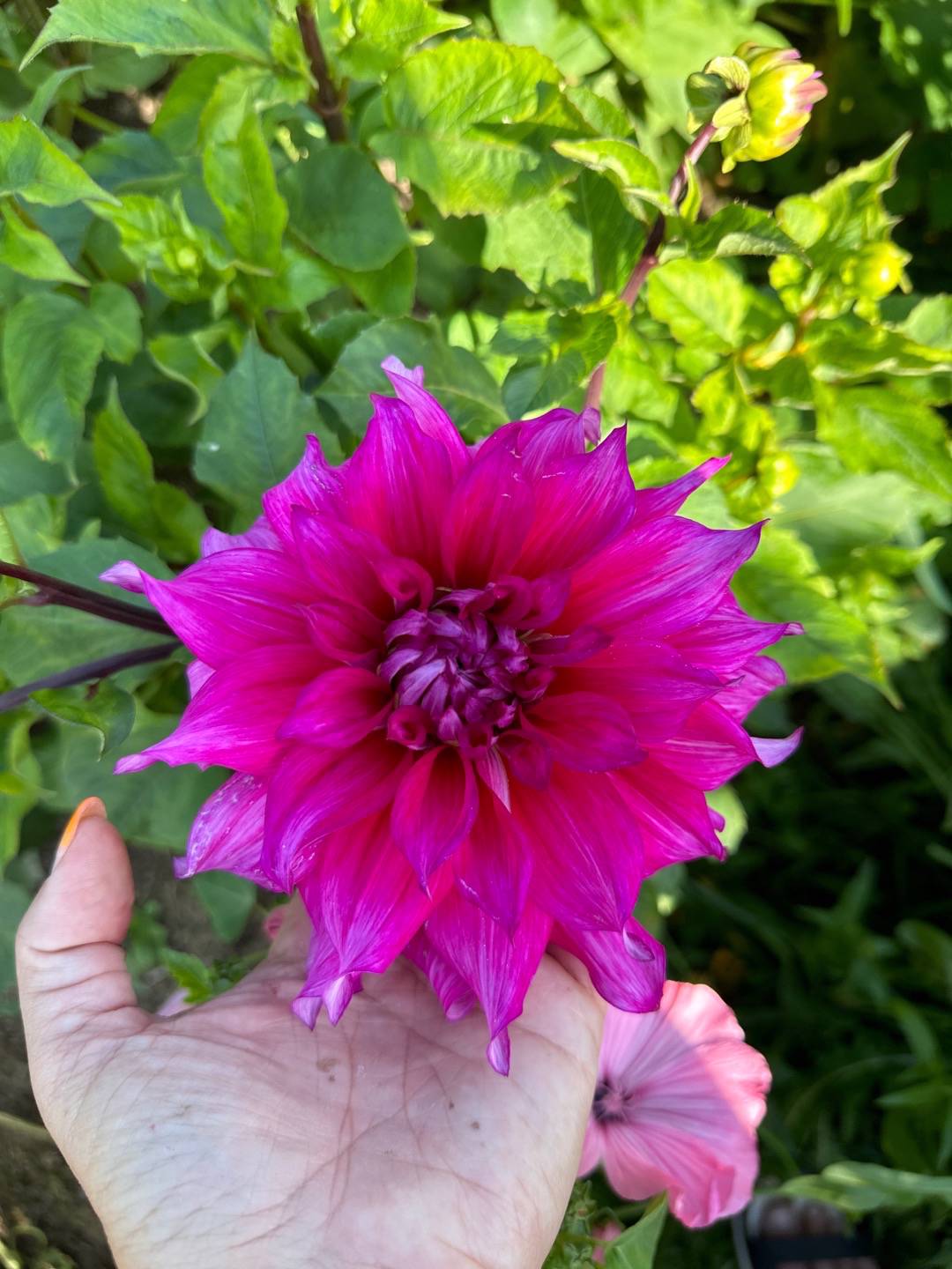 Dahlia Jocondo