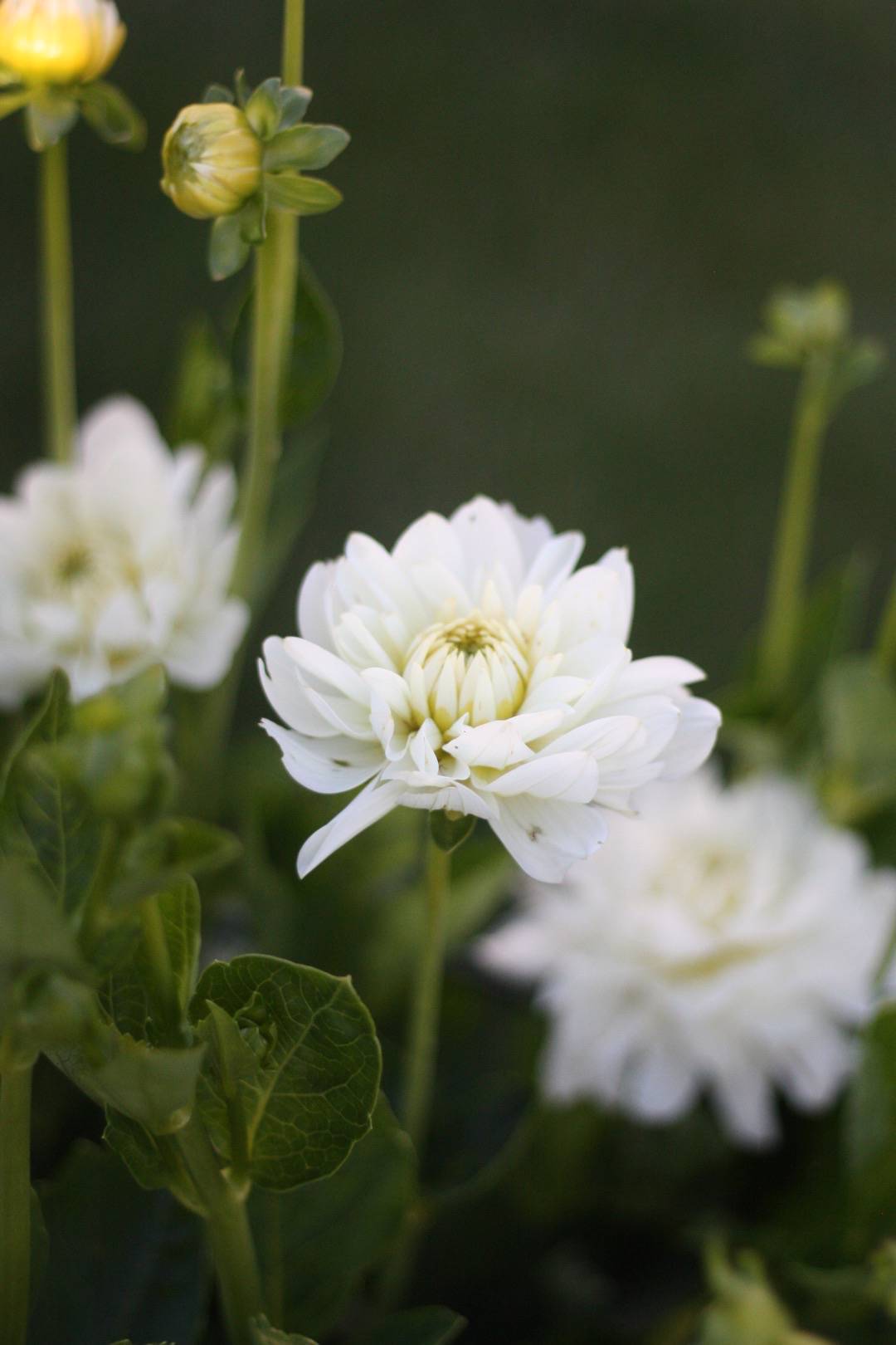 Annelie ❀