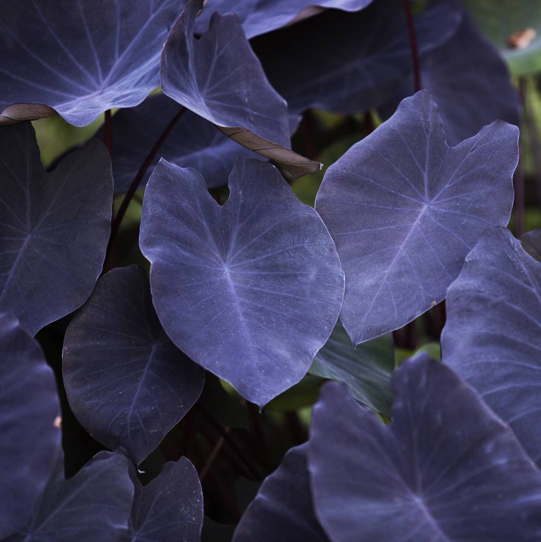 Taro Black Magic