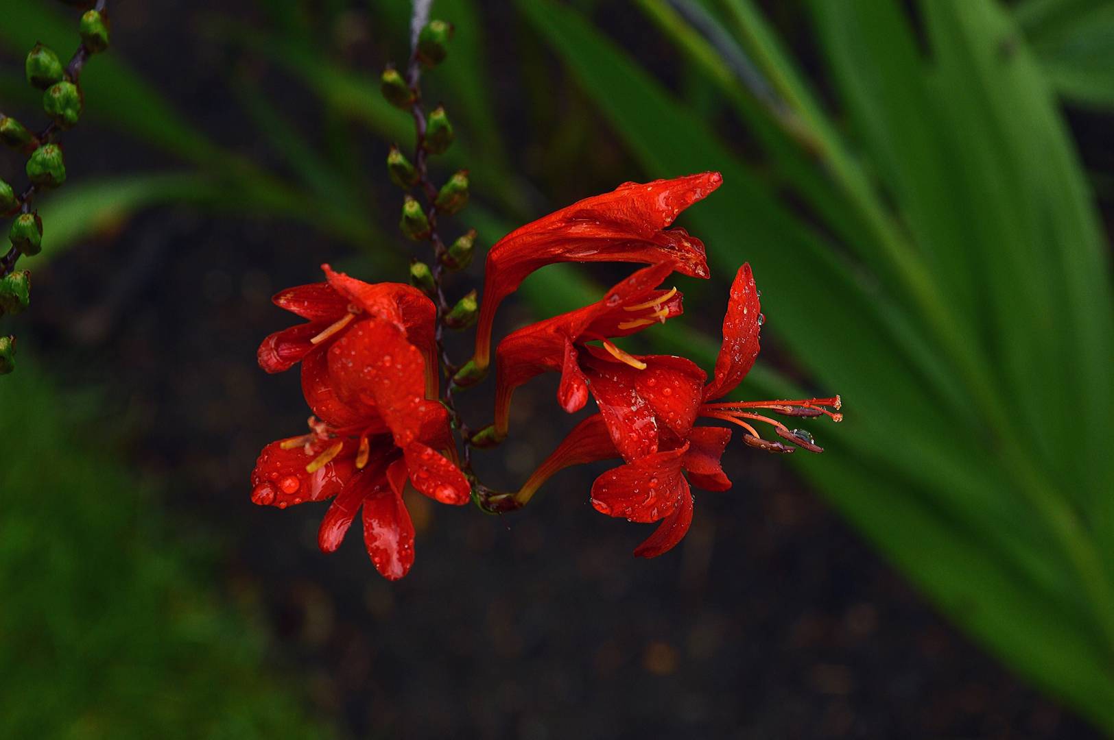 Montbretia Lucifer