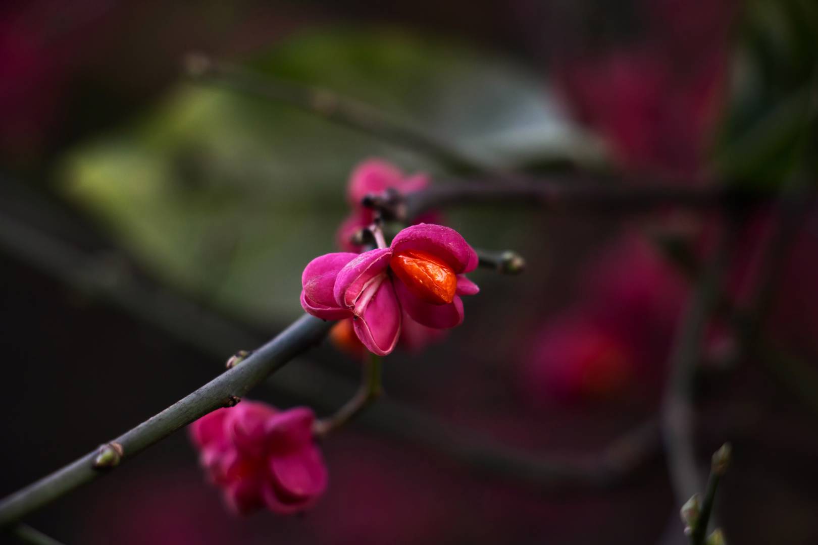 Benved Red Cascade