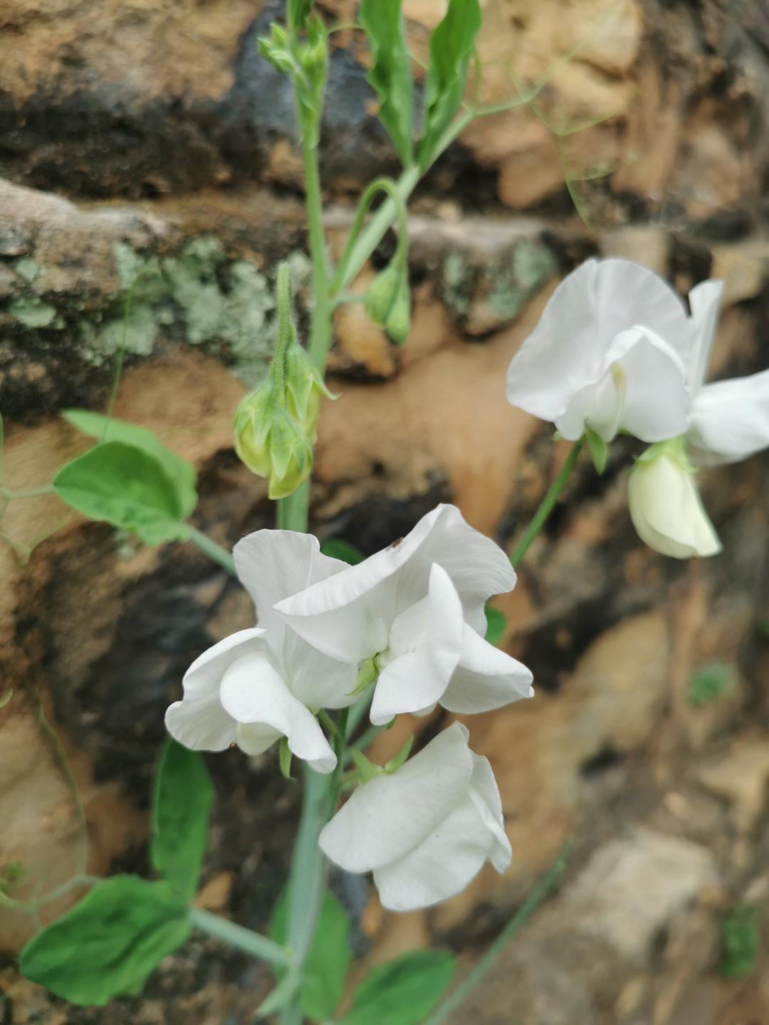 Luktärt Royal White