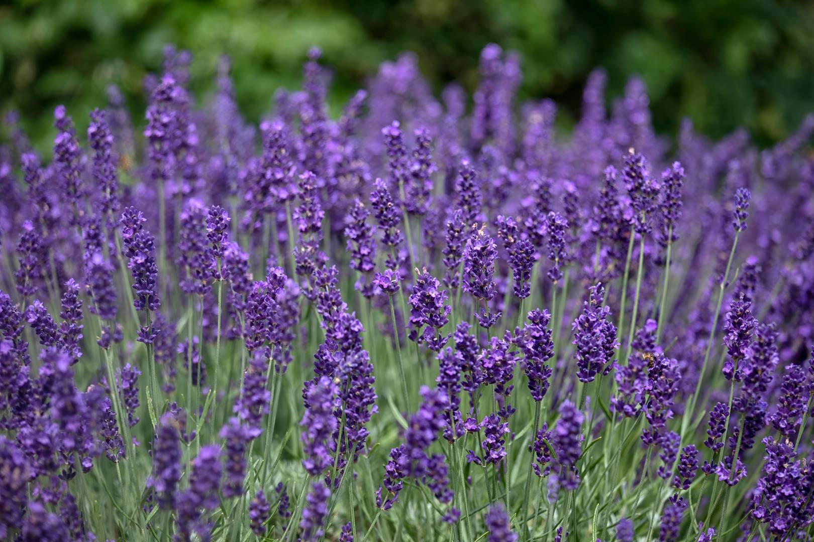 Lavendel Hidcote Blue