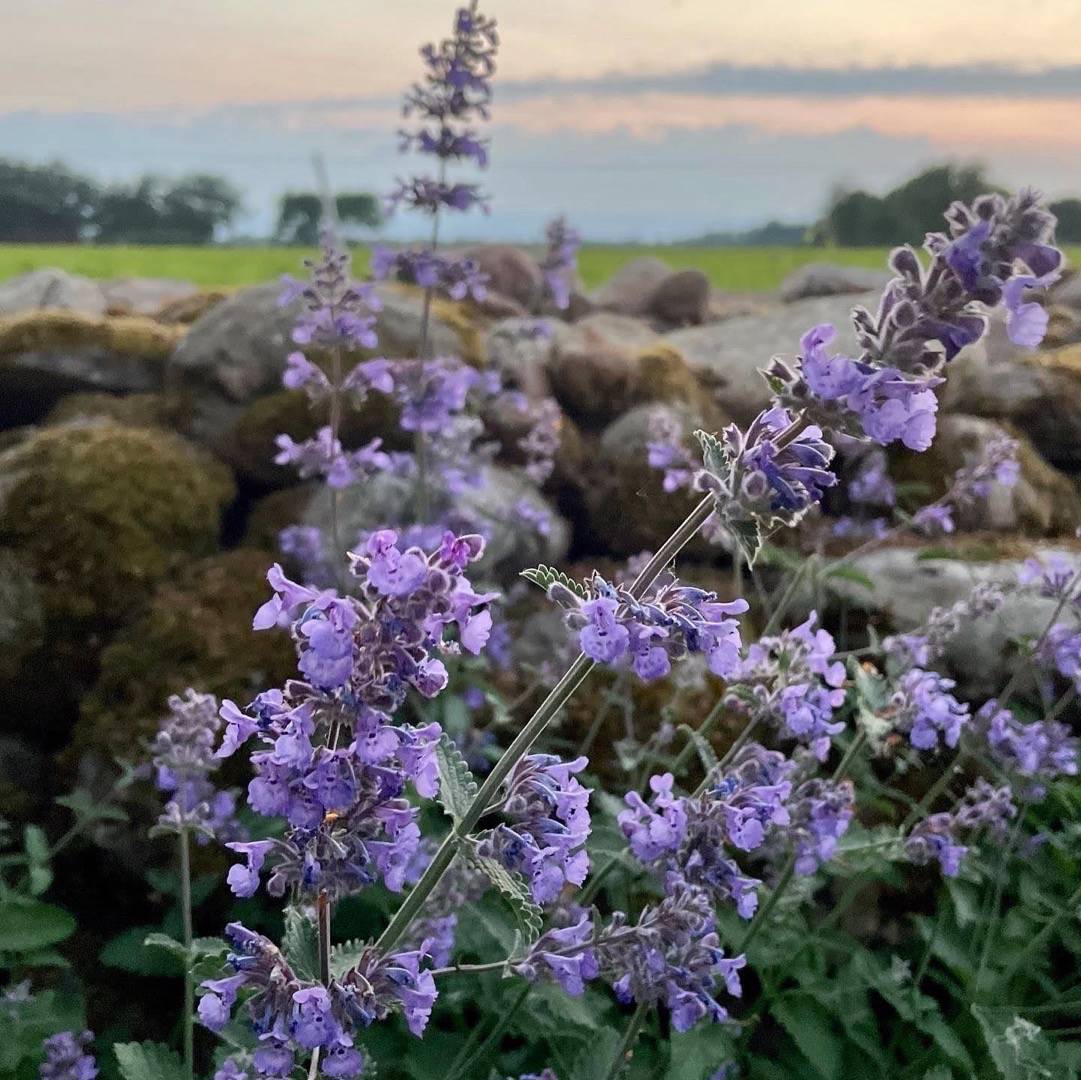 Kantnepeta Walker's Low