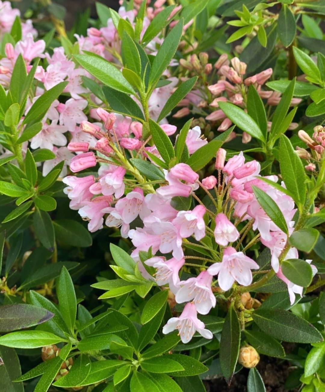 Rhododendron Bloombux