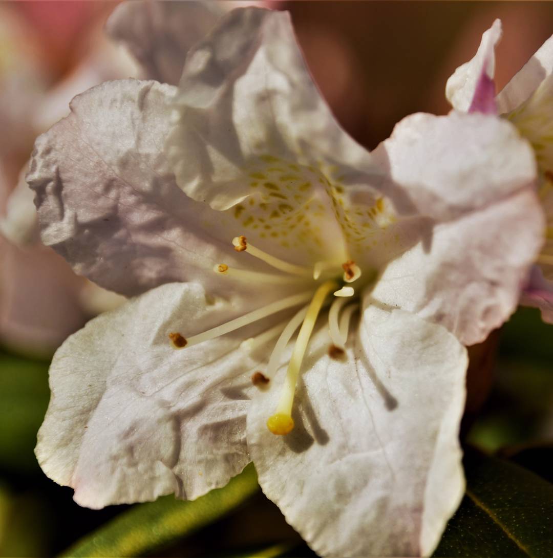 Rhododendron Dora Amateis