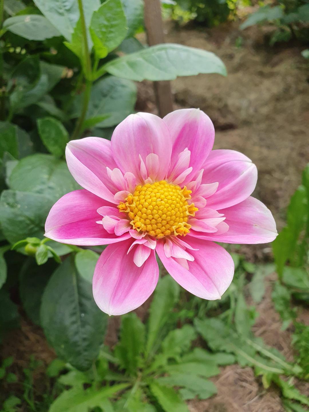 Dahlia Hartenaas
