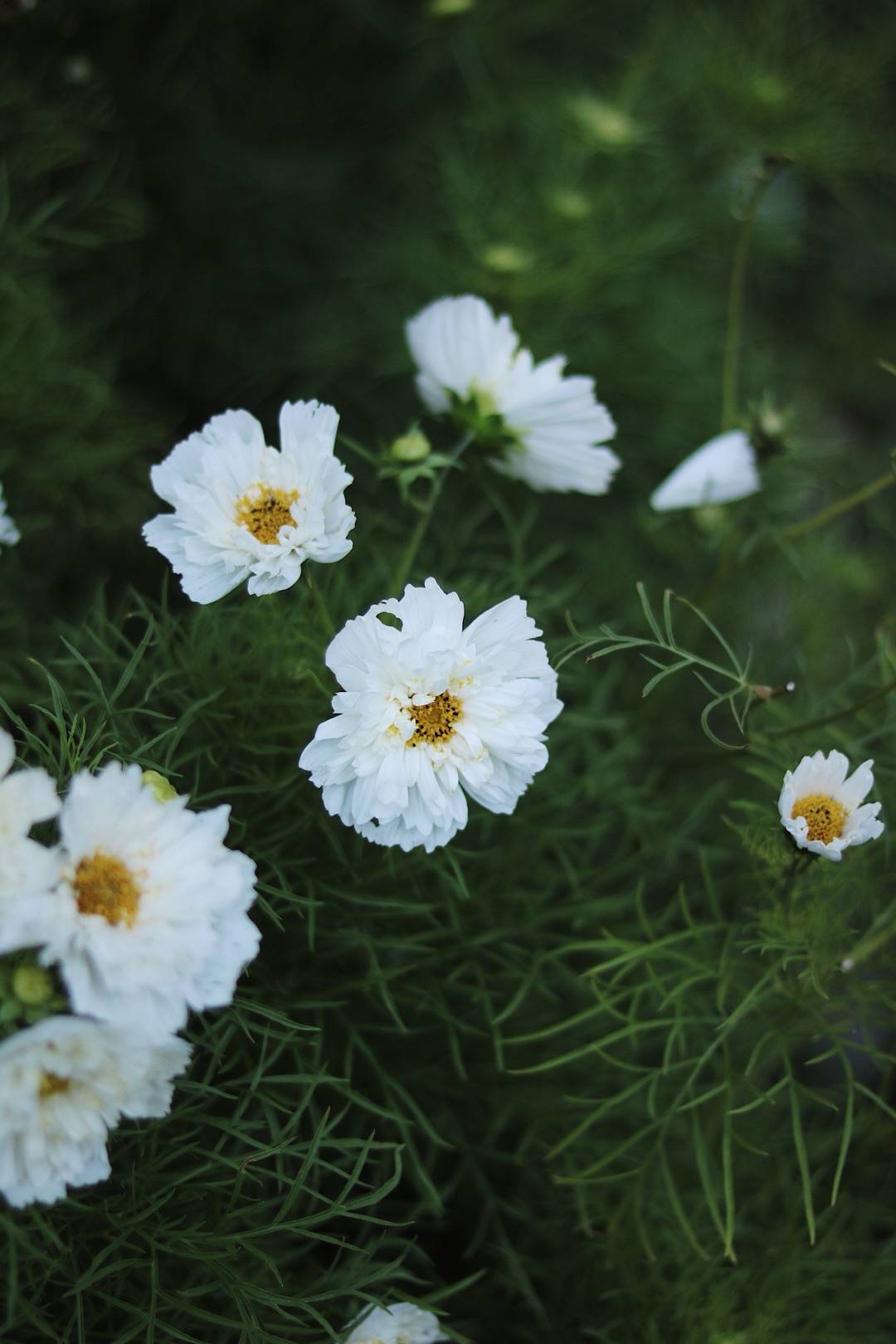 Rosenskära Double Click Snow Puff
