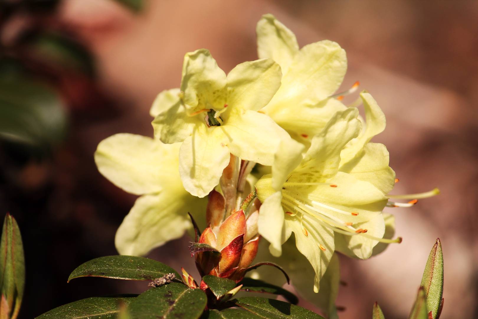Oh!Garden - Rhododendron Princess Anne