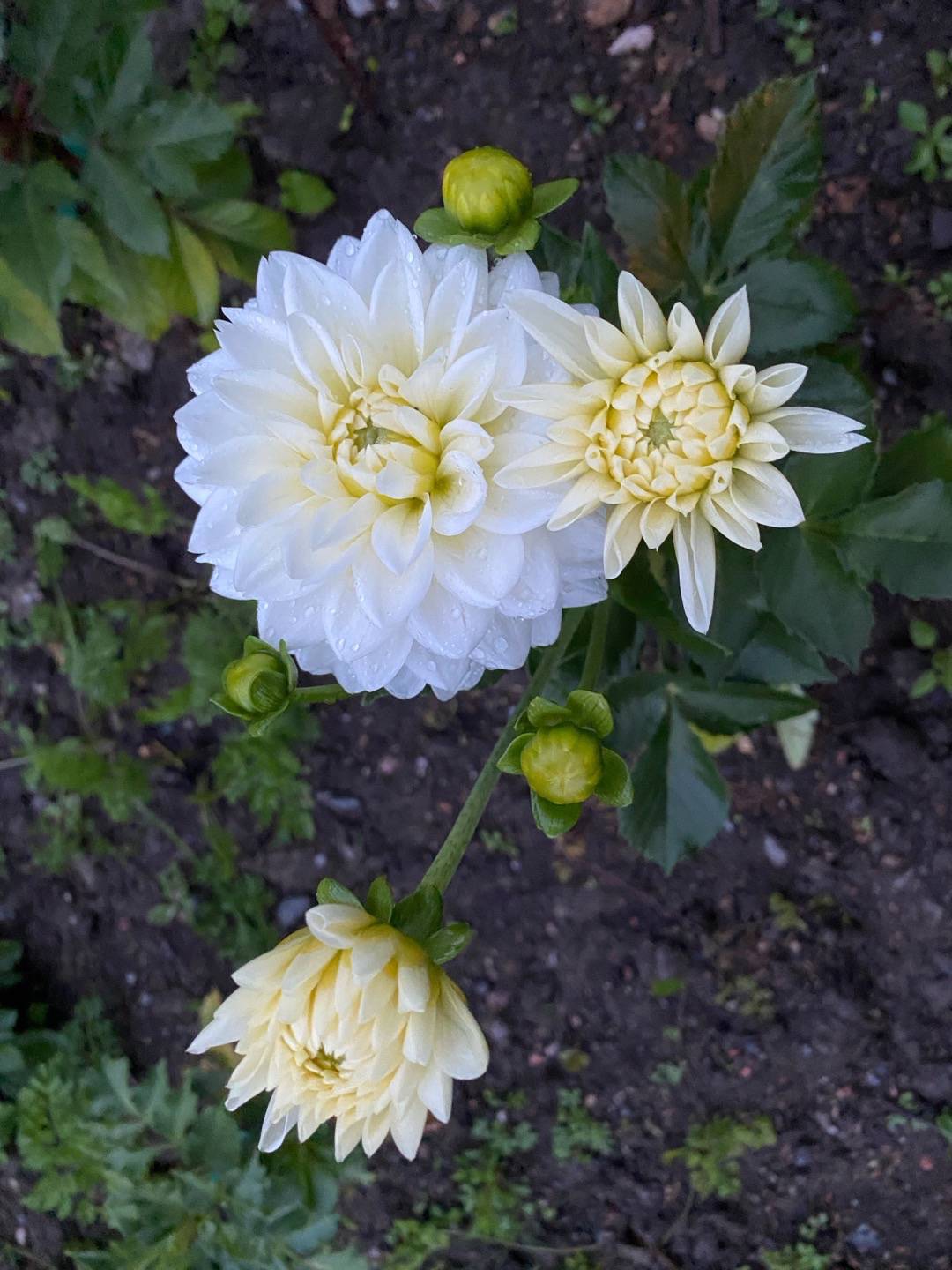 Dahlia Polar Ice
