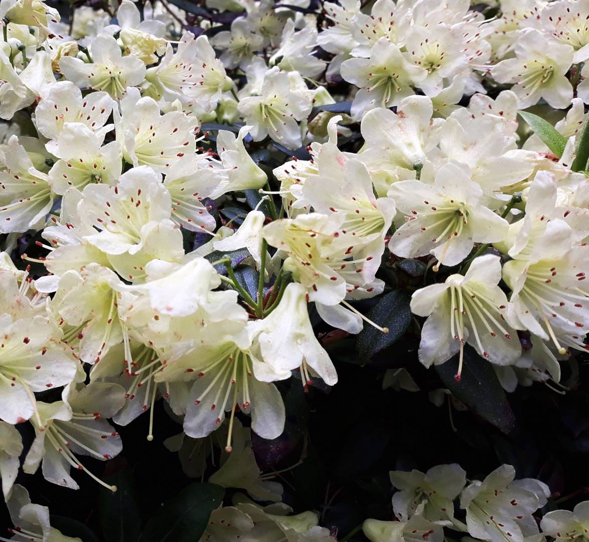 Japansk Azalea Palestrina