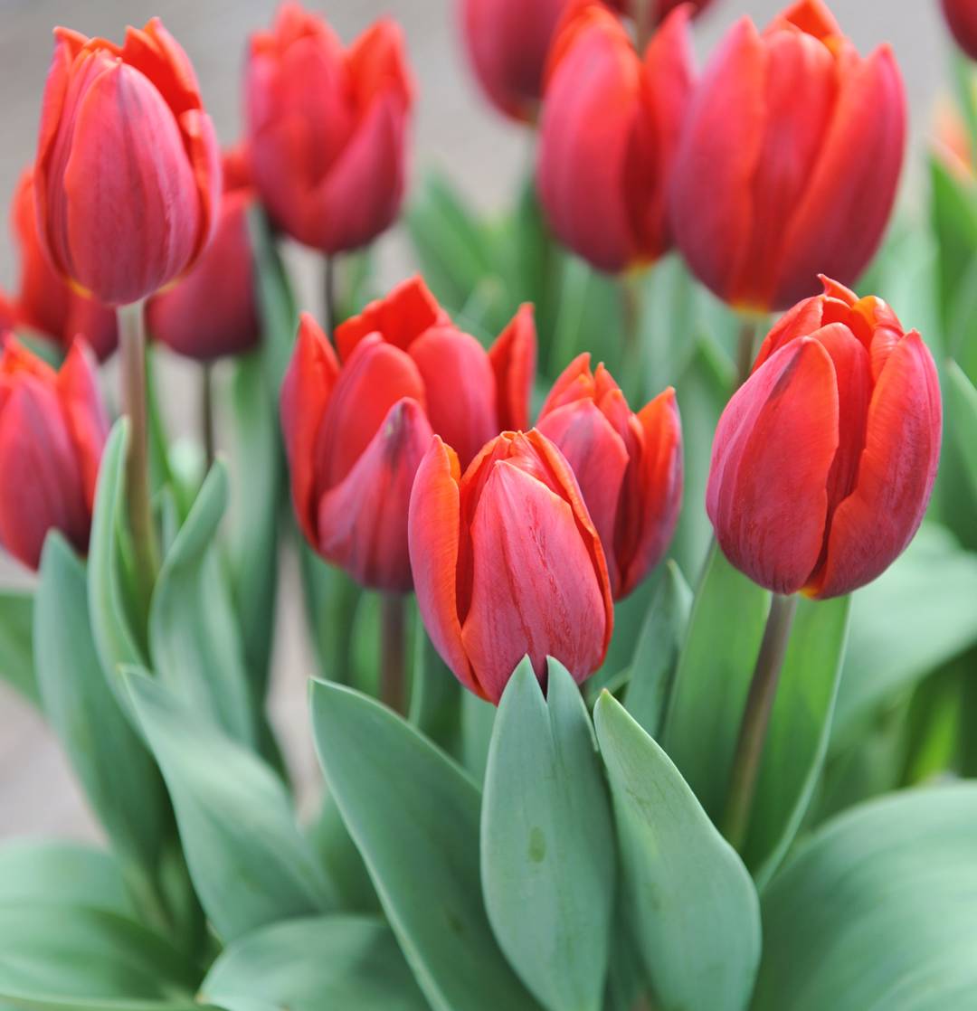Tulpan Couleur Cardinal