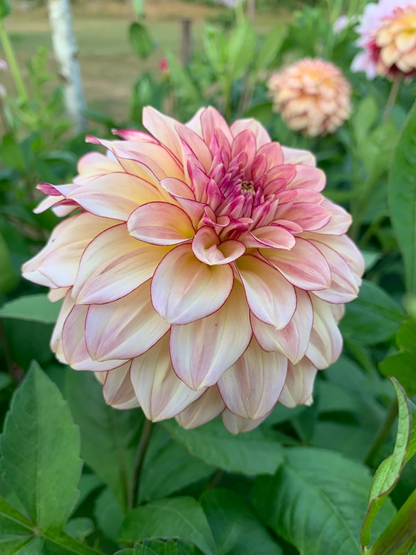 ModerjordsTrädgård