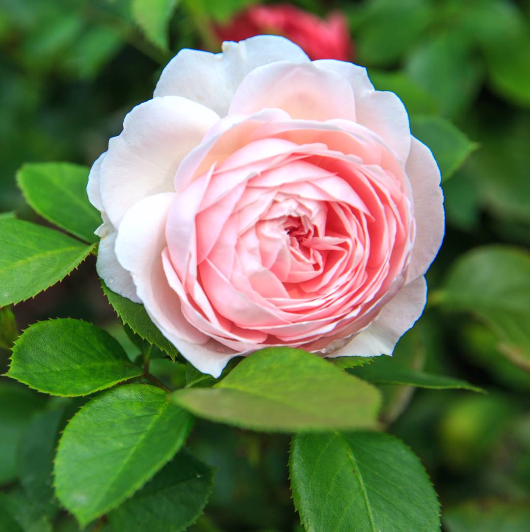 Ros Herzogin Christiana