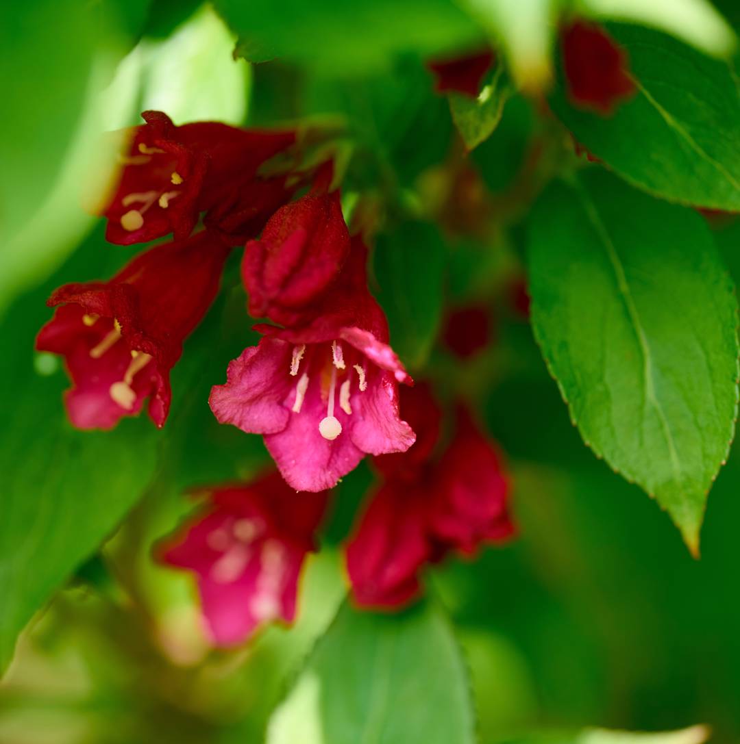 Trädgårdsprakttry Cherry Love