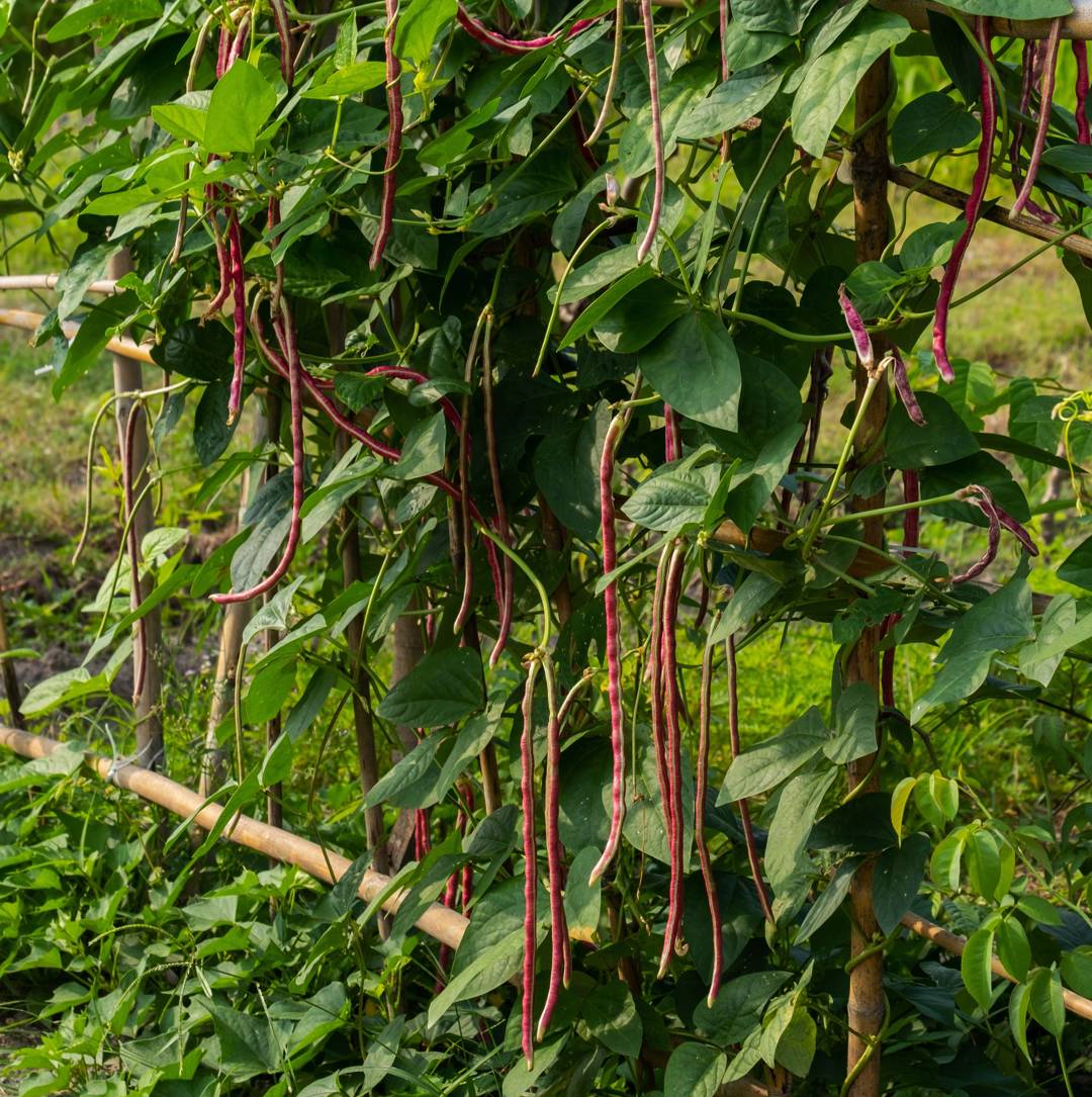 Långböna Red Noodle