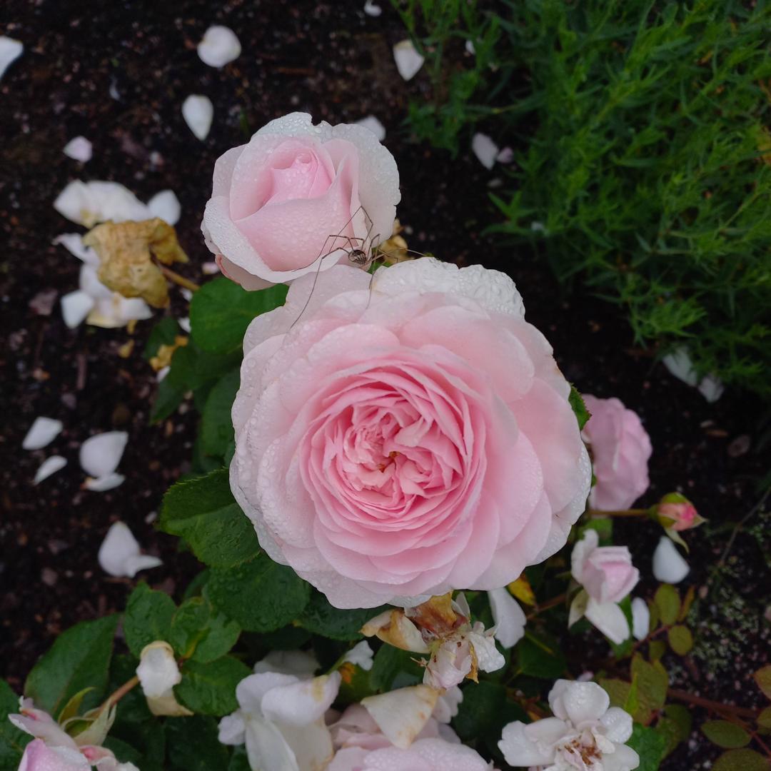 Ros Olivia Rose Austin