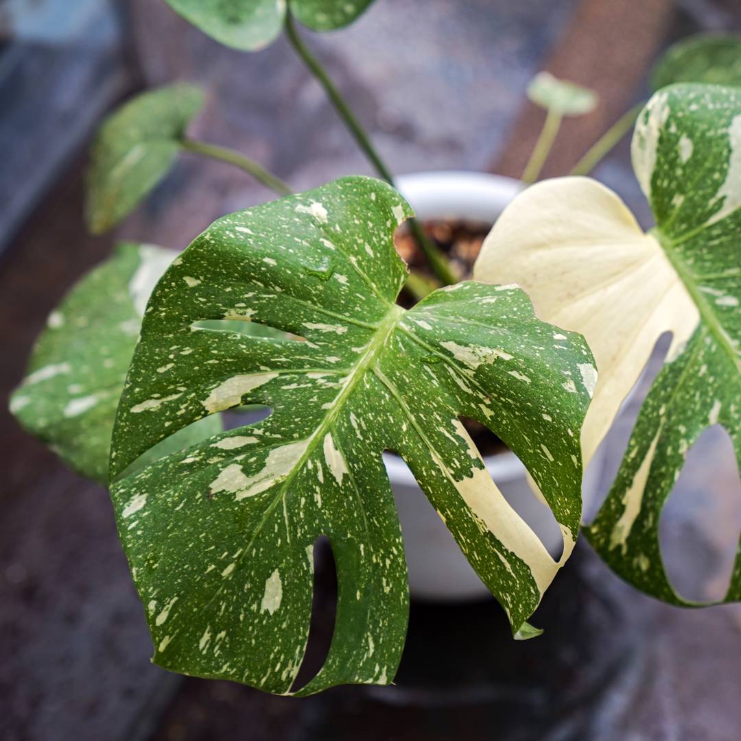 Monstera Thai Constellation