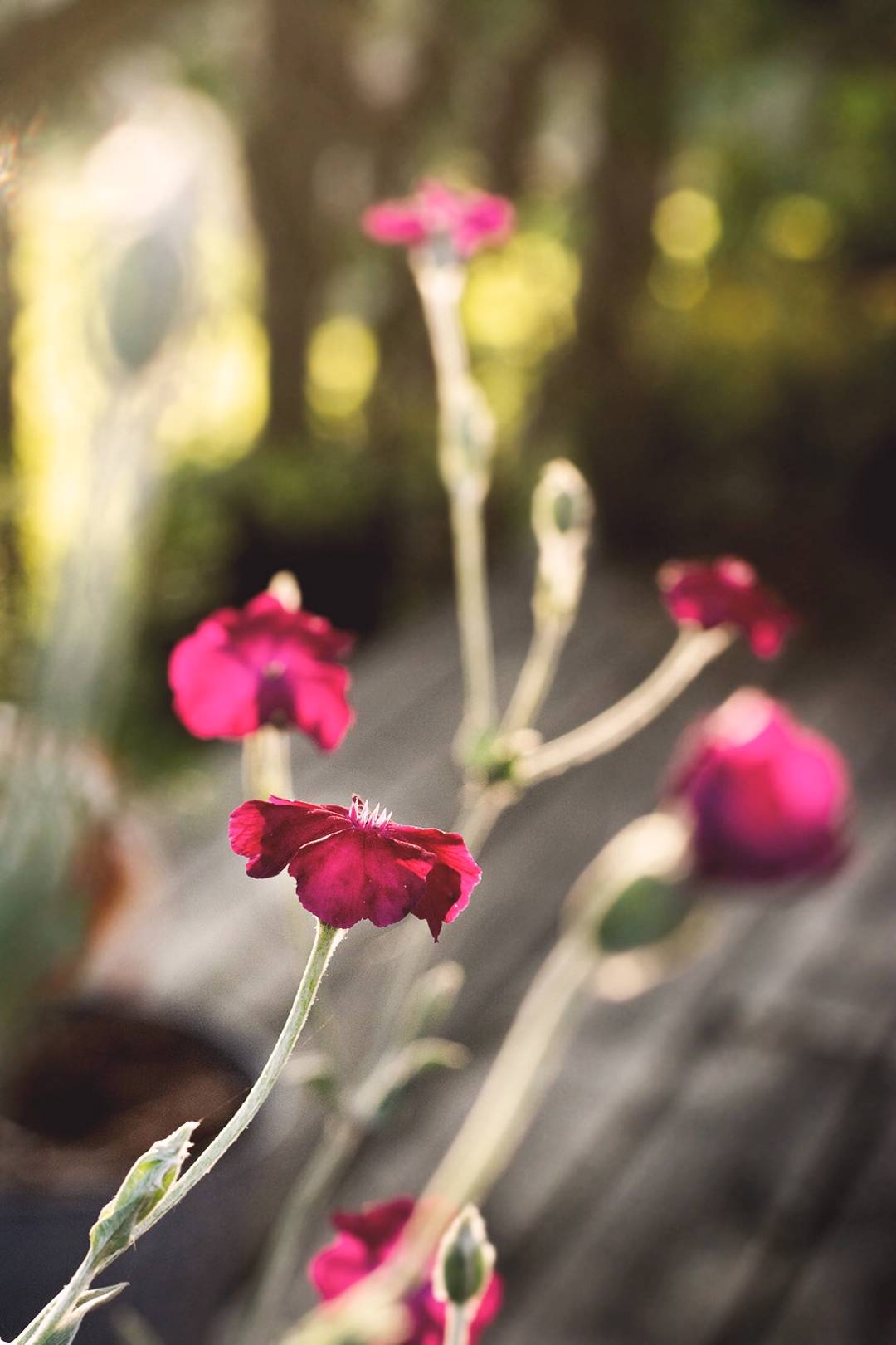 Där knoppar brister