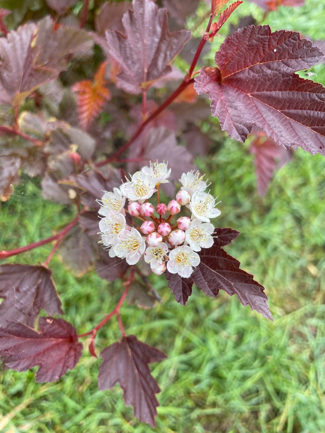 Smällspirea Chameleon