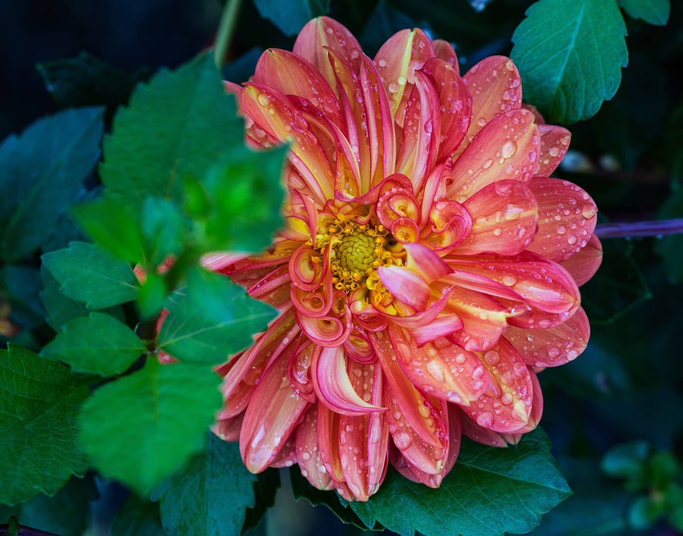 Dahlia Graceland