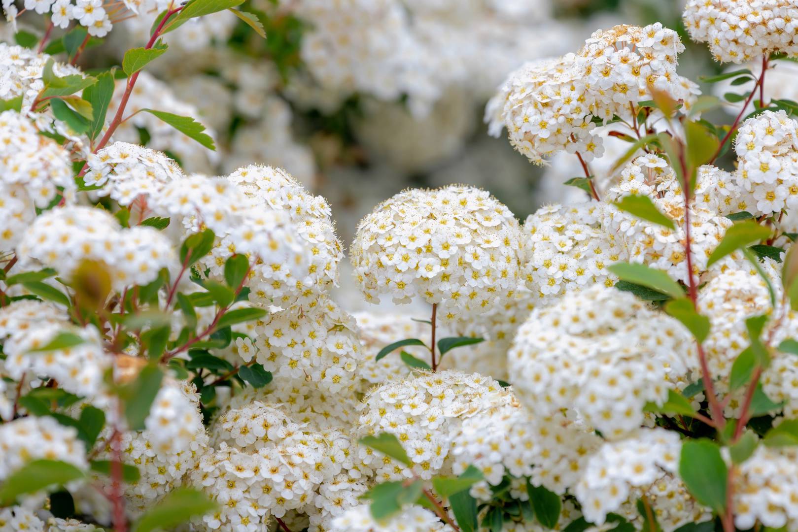 Sibirisk Spirea 