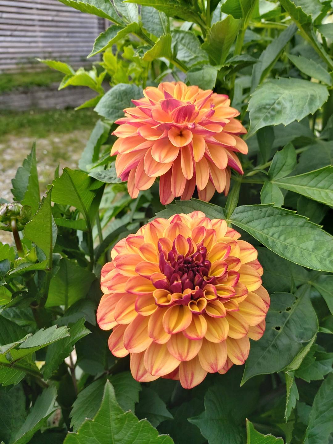 Dahlia Portofino