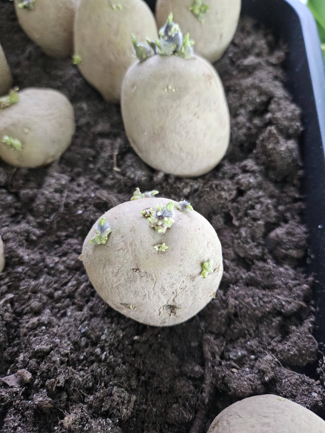 Potatis Octa