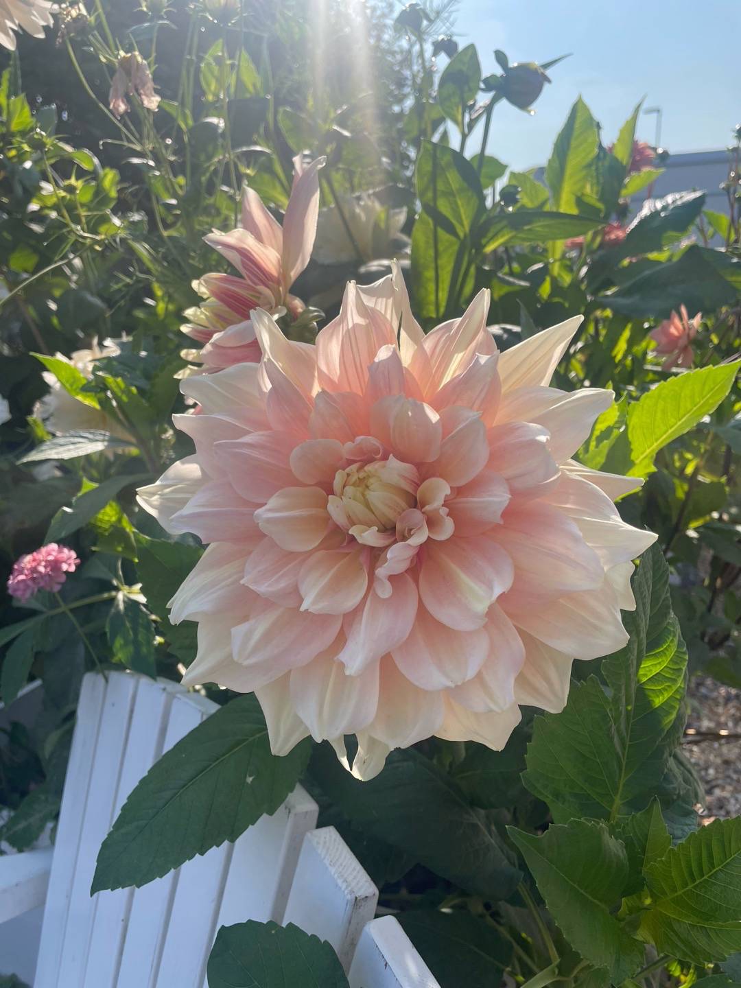 Daydreamy_Flowers