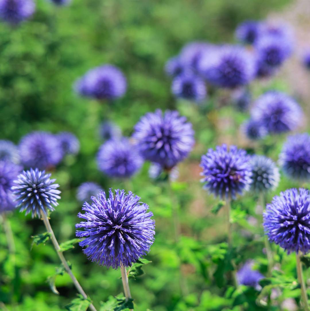 Blå Bolltistel Blue Glow
