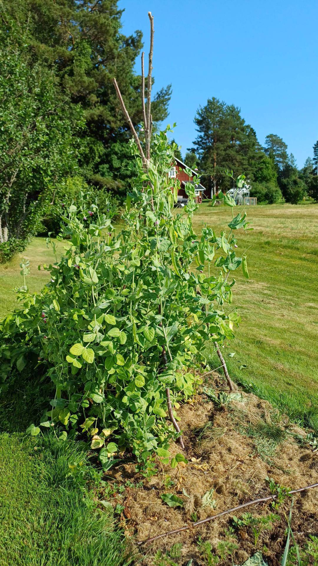 Pålandet