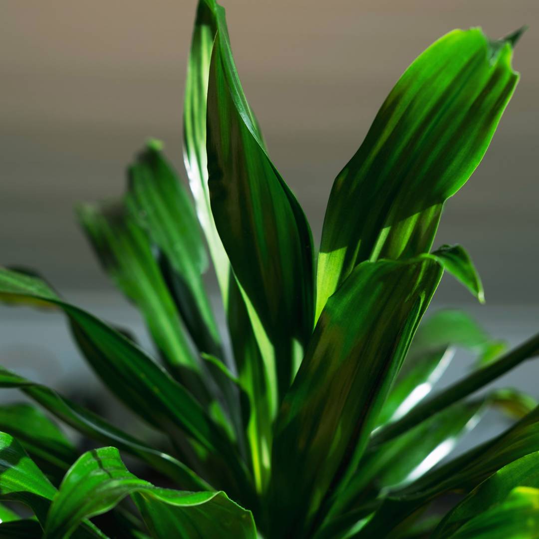 Doftdracena 