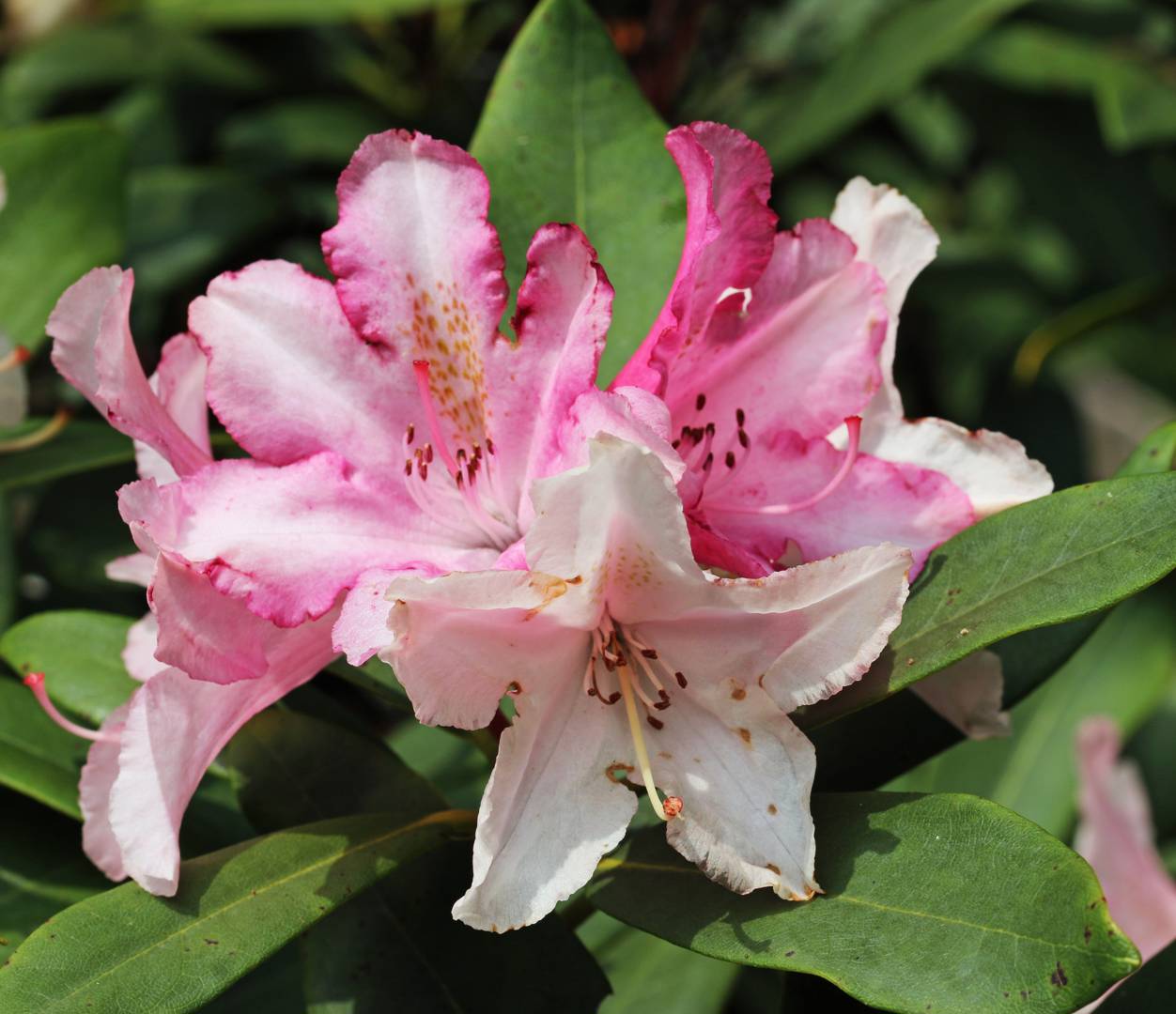 Rhododendron Pink Cherub