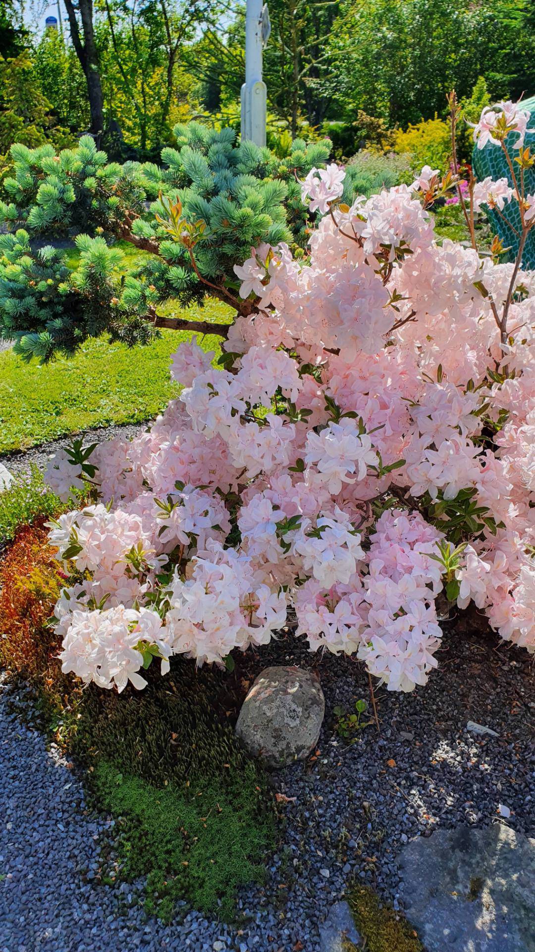Azalea White Lights