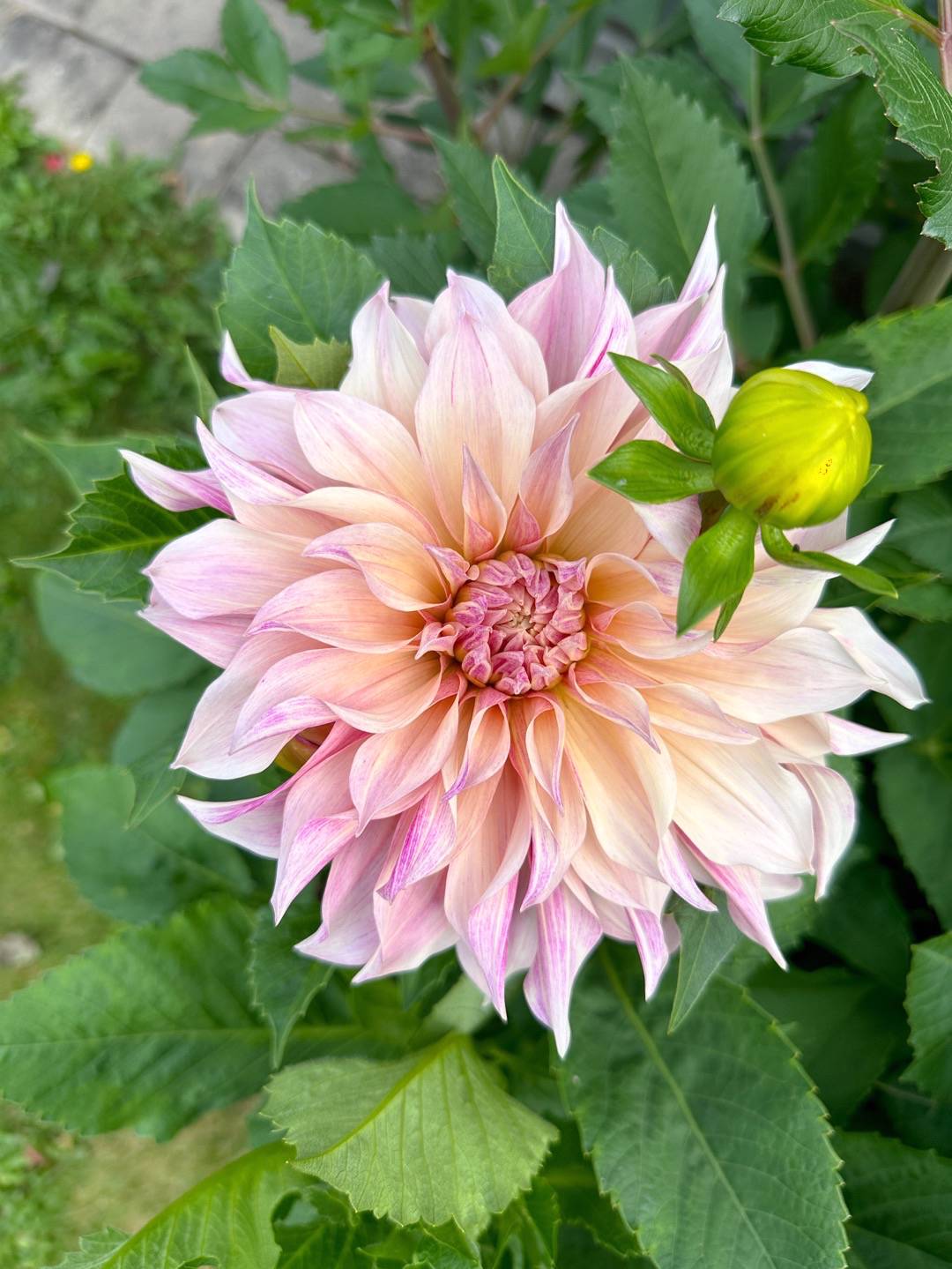 Trädgården vid tjärnen