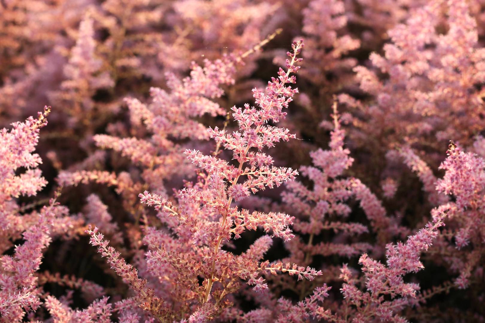 Fjäderastilbe Hennie Graafland