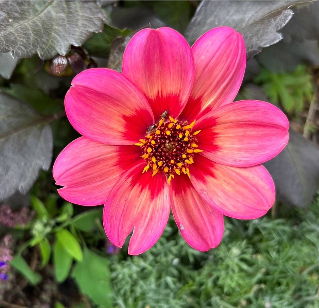 Tyllagarden