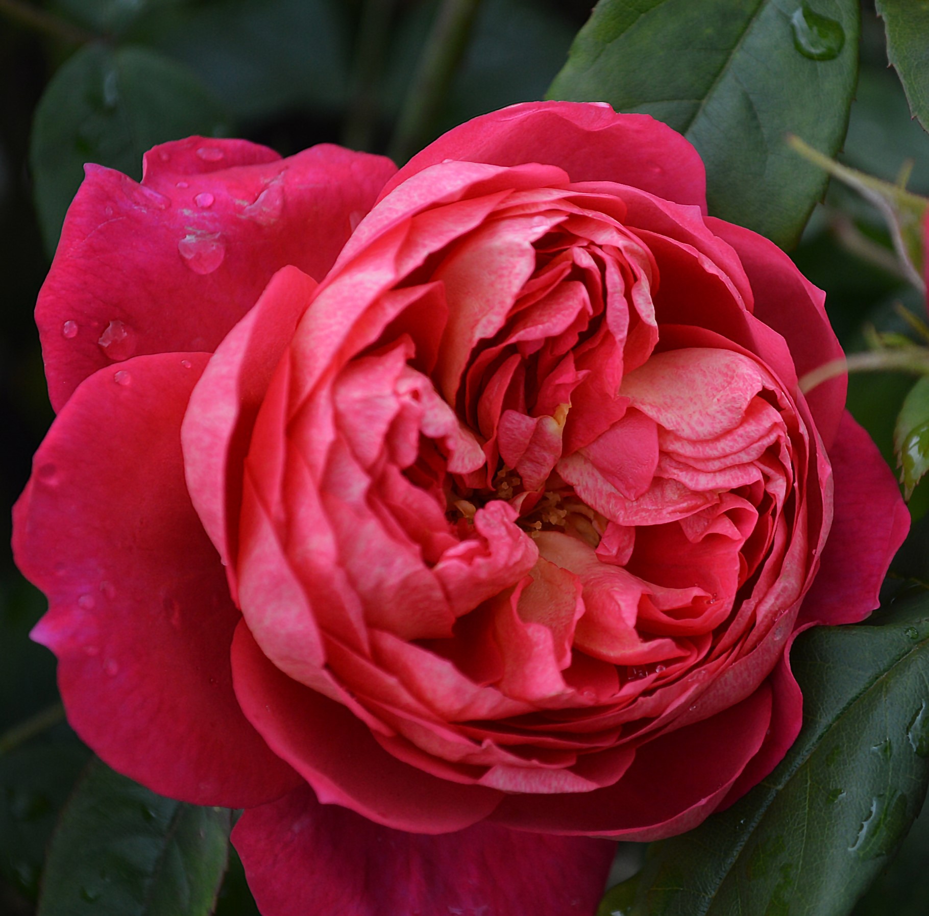 Ros Benjamin Britten