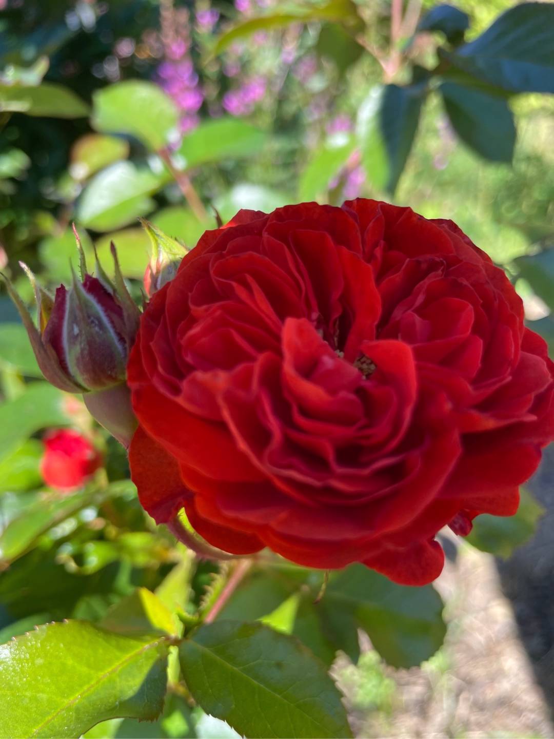 Oh!Garden - Ros Brown Velvet