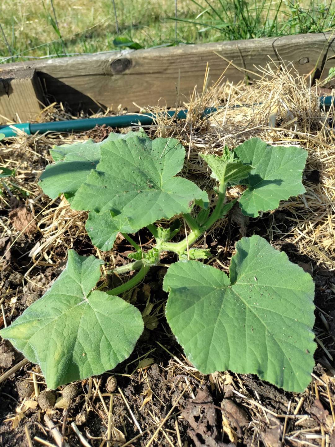 Hanna odlar för framtiden