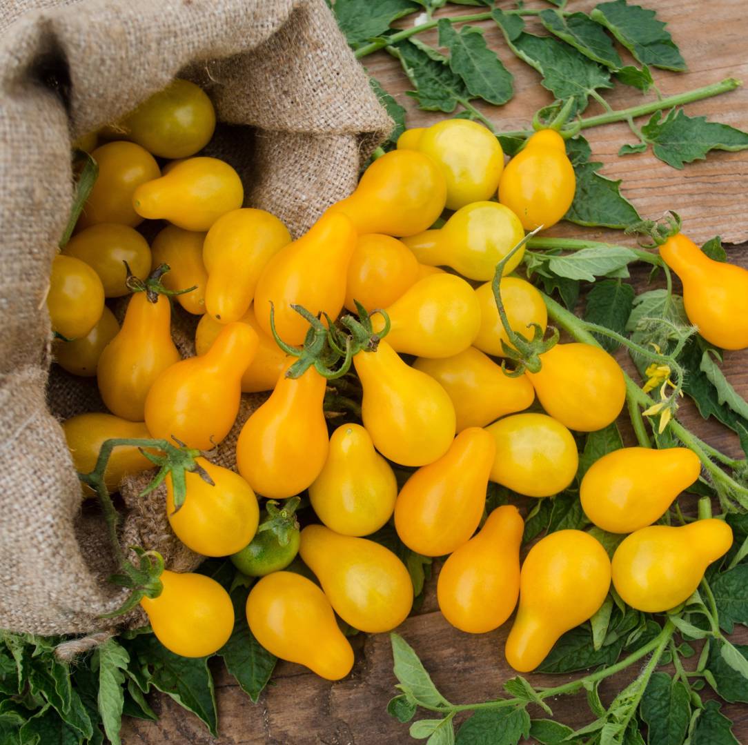 Pärontomat Peardrops